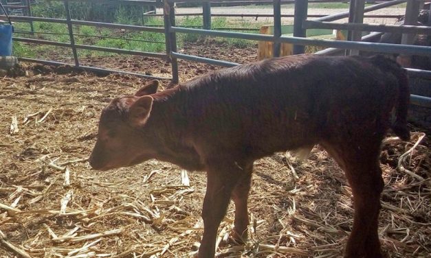Ultima señal para la reconstrucción del tercer templo: La vaquilla roja